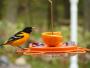 Bird's Choice Oriolefest Oriole Bird Feeder for Oranges, Jelly, and 12 Oz Nectar