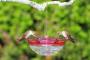 Aspects HummBlossom 4 oz Hummingbird Bird Feeder - Rose Color