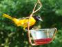 Songbird Essentials Single Jelly Cup Oriole Bird Feeder