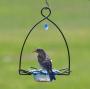 Bird's Choice Flower Shape Bluebird Feeder for Mealworms and Dried Fruit