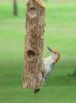 Songbird Cedar Suet Log