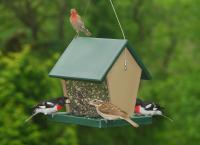Songbird Essentials Molded Large Hopper Bird Feeder