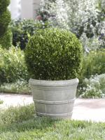 Zodax Single Potted Ball Boxwood Topiary