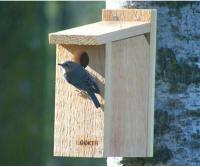 Songbird Essentials Bluebird View Thru Bird Feeder 