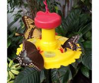 Songbird Essentials Butterfly Feeder