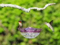Aspects HummBlossom 4 oz Hummingbird Bird Feeder - Plum Color