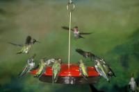 Aspects Hummzinger Excel 16 Ounce Hummingbird Bird Feeder