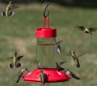 Songbird Essentials Dr. JB's 16 Ounce Clean Hummingbird Bird Feeder, All Red