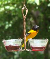 Songbird Essentials Two Cup Jelly Oriole Bird Feeder