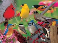 Impact Photographics Puzzle Backyard Birds