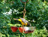 Songbird Essentials Fruit and Jelly Oriole Bird Feeder