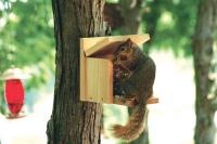 Woodlink Squirrel Munch Box