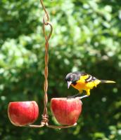 Songbird Essentials Double Fruit Bird Feeder