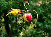 Songbird Essentials Heart Fruit Oriole Bird Feeder
