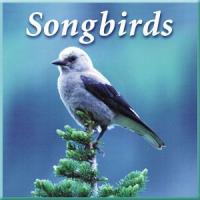 Naturescapes Songbirds CD