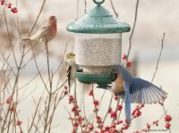 Songbird Essentials Clingers Only Bird Feeder - Green