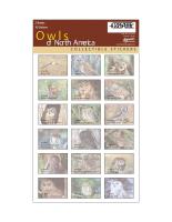 Impact Photographics Sticker Sheet Owls NorthAmerica