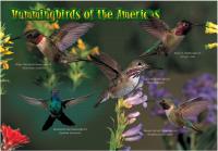 Impact Photographics Kids Puzzle Hummingbirds