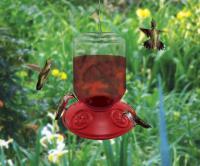Songbird Essentials Dr. JB Switchable 48 Ounce Hummingbird Bird Feeder