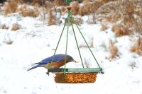 Songbird Essentials Hanging Mealworm Dish Bird Feeder