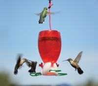 Songbird Essentials Big Red Hummingbird Bird Feeder
