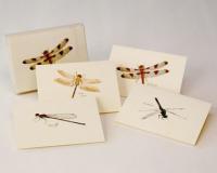 Steven M. Lewers & Associates Dragonfly & Damselfly Notecard Assortment (2 each of 4 styles)