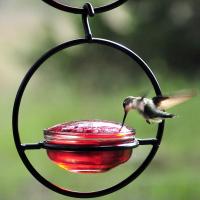 Couronne Company Sphere Hummingbird Bird Feeder