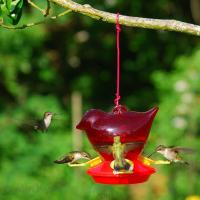 Songbird Essentials Bird Company Red Bird Hummingbird Bird Feeder