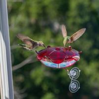 Droll Yankees Ruby Sipper Window Hummingbird Feeder Clear