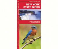 Waterford New York State Birds