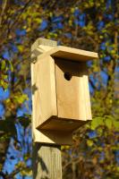 Heartwood Eastern Bluebird Joy Box Birdhouse
