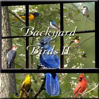 Naturescapes Music Backyard Birds II