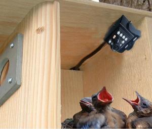 Bird House Accessories by Birdhouse Spy Cam
