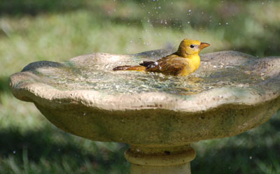 bird in bird bath