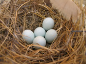 blue bird nest