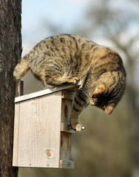 cat on bird feeder