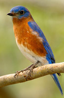 eastern blue bird
