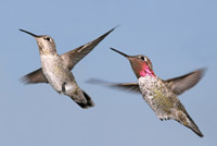 hummingbirds mating