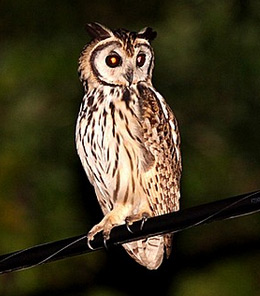 nighttime birding - owl