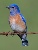 western blue bird