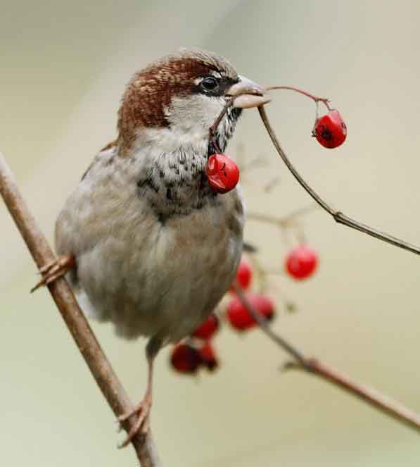 bird eating berries